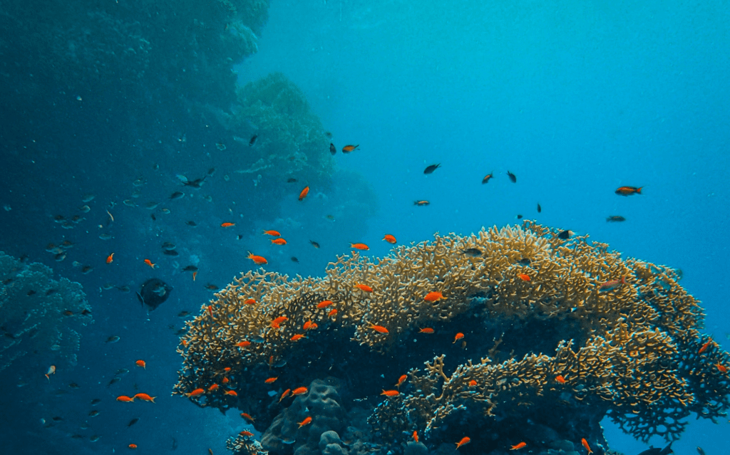 Tiefseeriff mit orangefarbenen Fischen